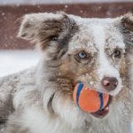 dog biting red ball under snow